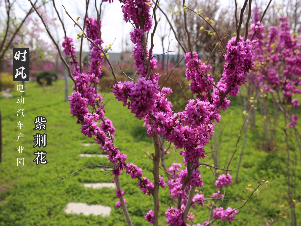 平博电动工业园紫；；；；